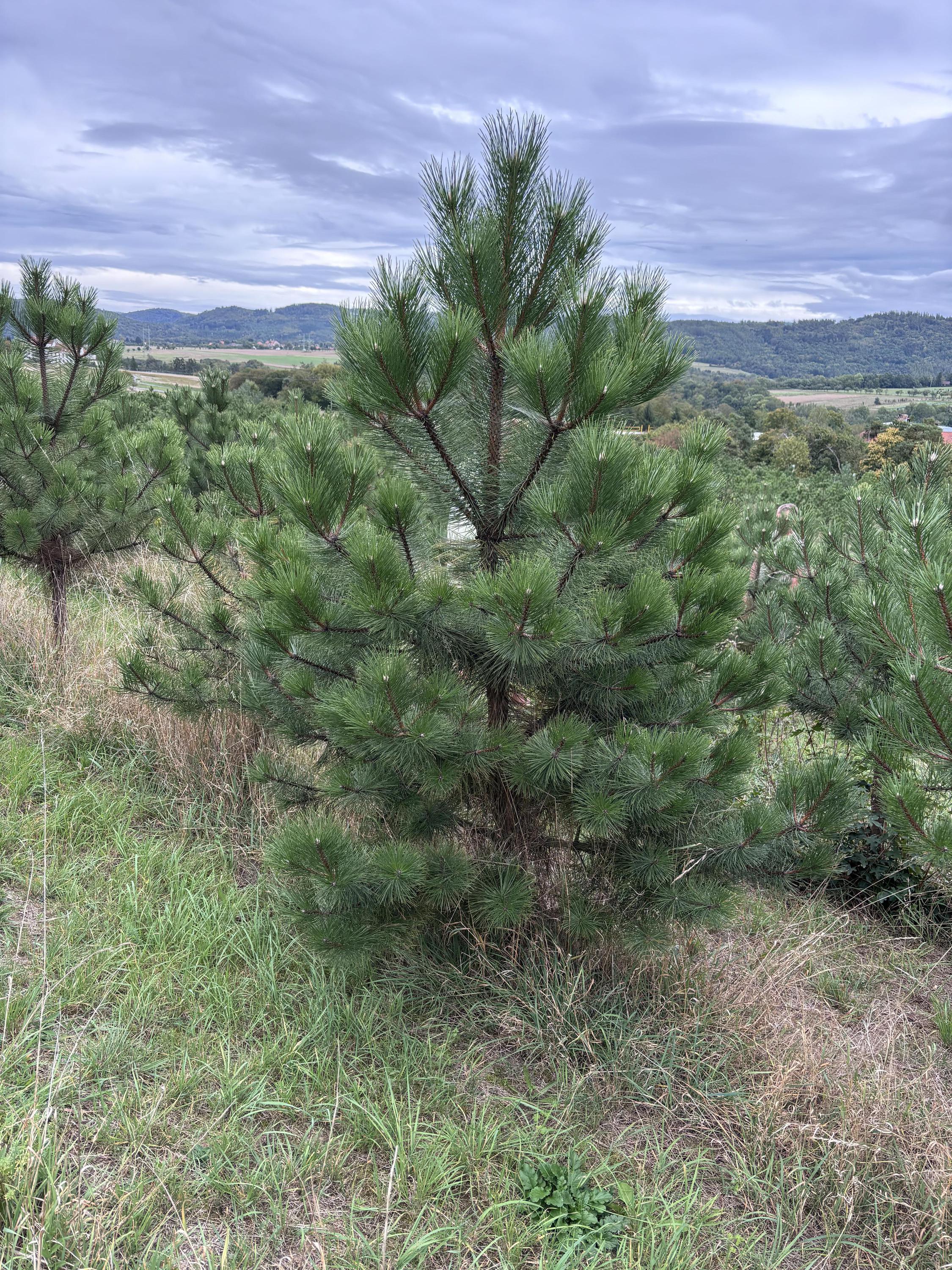 Vánoční plantáž Šlovice foto 3
